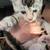 Polydactyly kittens 12 thumbnail