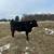 Bred Heifers, Cows, and Wagyu Steers 12 thumbnail