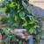 Bonsai Tree, Imported from Canada AWESOME 2 thumbnail
