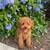 Male Red Toy Poodles 1 thumbnail