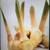 Medicine Galangal Plants.(Cu Rieng) in 5 Gallon Pot 1 thumbnail