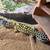 Leopard gecko 2 thumbnail