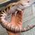 Northern Blue tounge skink 2 thumbnail