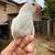 Indian ringneck 1 thumbnail