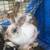 Bunnies 3 thumbnail