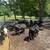 Bred cows 14 thumbnail