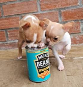 Miniature chihuahua 1