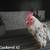 Chickens 2 thumbnail
