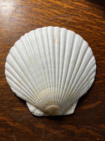 Large Scallop Shell 1