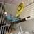 Baby parakeets 2 thumbnail