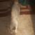 KITTY REHOMING 5 MONTHS 6 thumbnail