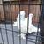 Mated Pair of White Frillbacks Pigeons 2 thumbnail