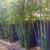 Gracilis Bamboo ~ Premier Clumping Bamboo for Privacy 14 thumbnail