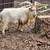 Nigerian Dwarf Billy 1 thumbnail