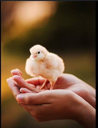Baby Chicks 1