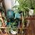 15+ PLANT SALE UNTIL GONE 7AM-7PM ALL MUST GO! 21 thumbnail