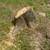TREE REMOVAL AND STUMP GRINDING 16 thumbnail