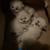 Kittens 3 thumbnail