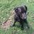 Black Lab 2 thumbnail