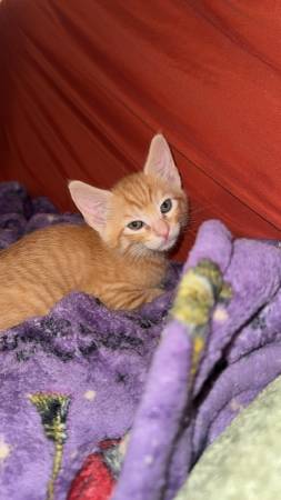 Kittens need a forever home (Kennewick)63886911260033121