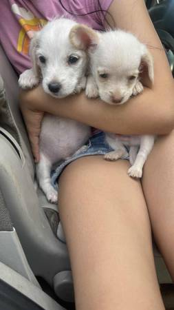 Chihuahua Mix63894602535427120