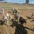 Sheep and goats for sale and pig 3 thumbnail