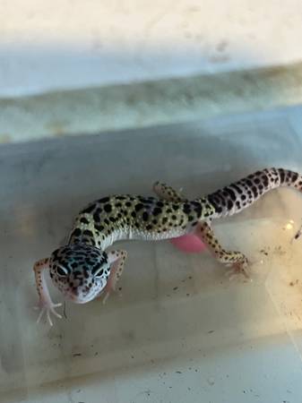 Leopard gecko63682104503937124