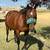 Bay Mare for sale 1 thumbnail
