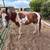 5/4/2022 Paint Stud Colt 12 thumbnail