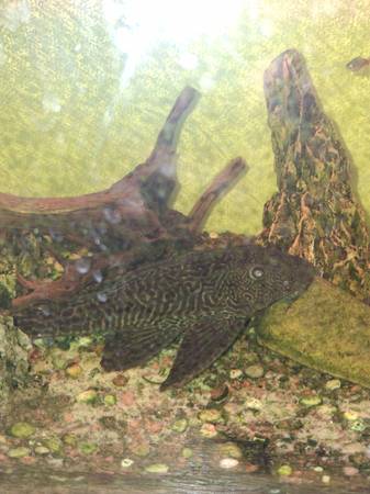 Free fish 1