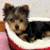 Yorkie puppy available. 2 thumbnail