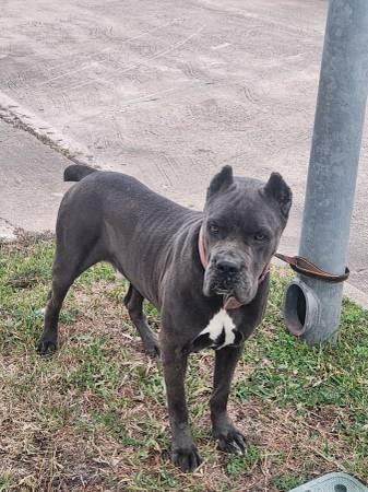 **4-year old Cane Corso** (Stafford)63859314903811120