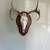 Whitetail Antler mounts 9 thumbnail