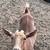 Nigerian Milk goats 10 thumbnail