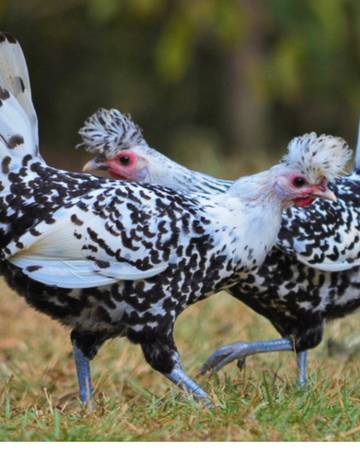 Re-homing Chickens (Elfin Forest)63841745356033120