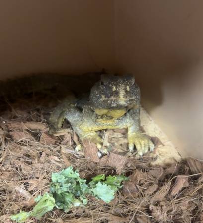 lizards for rehoming64177135482242122