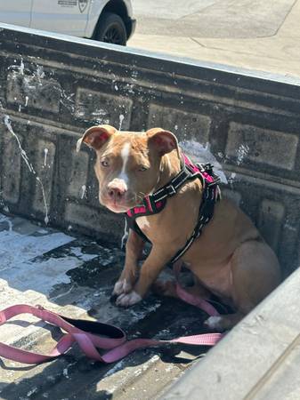 5 month old Bully (Rolling Meadows)63961118929923123
