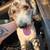 Registred Merle Moyen Poodle 2 thumbnail