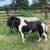 Miniature Stallion 3 thumbnail