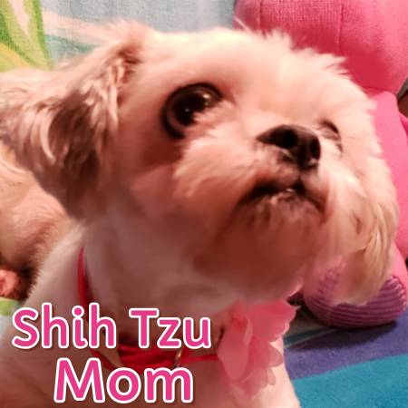 Shichon Puppy (Dothan Al)63611946247681124