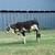 Mini Zebu Cows 4 thumbnail