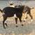 Alpine goat male 4 thumbnail