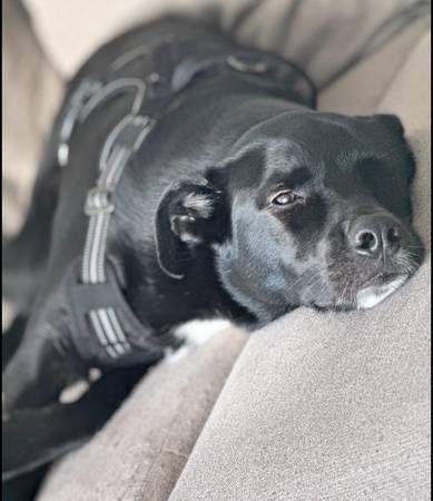Mestizo de labrador negro y husky - Gratis para buen hogar (Killeen)63839343203841122