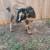 Nigerian dwarf goats 3 thumbnail