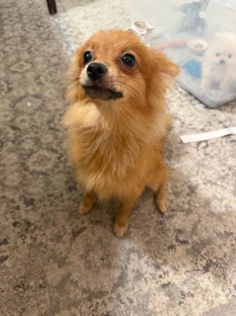Brown sable pomeranian puppy (Nw houston)63906835264387120