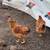 Chickens for sale 1 thumbnail
