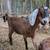 ADGA Nubian Goat Doe doeling 3 thumbnail