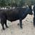 Lowline angus steer 2 thumbnail