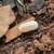 Coolidge: Isopods & Springtails (bioactive) 4 thumbnail