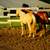 Palomino Colt 5 thumbnail